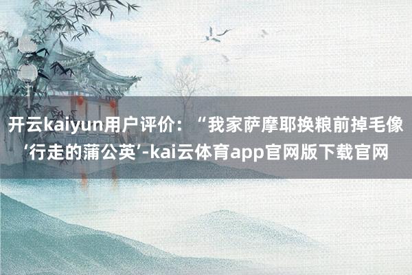开云kaiyun用户评价：“我家萨摩耶换粮前掉毛像‘行走的蒲公英’-kai云体育app官网版下载官网